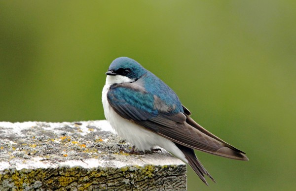 Tree Swallow On Wood by Deb Oppermann
